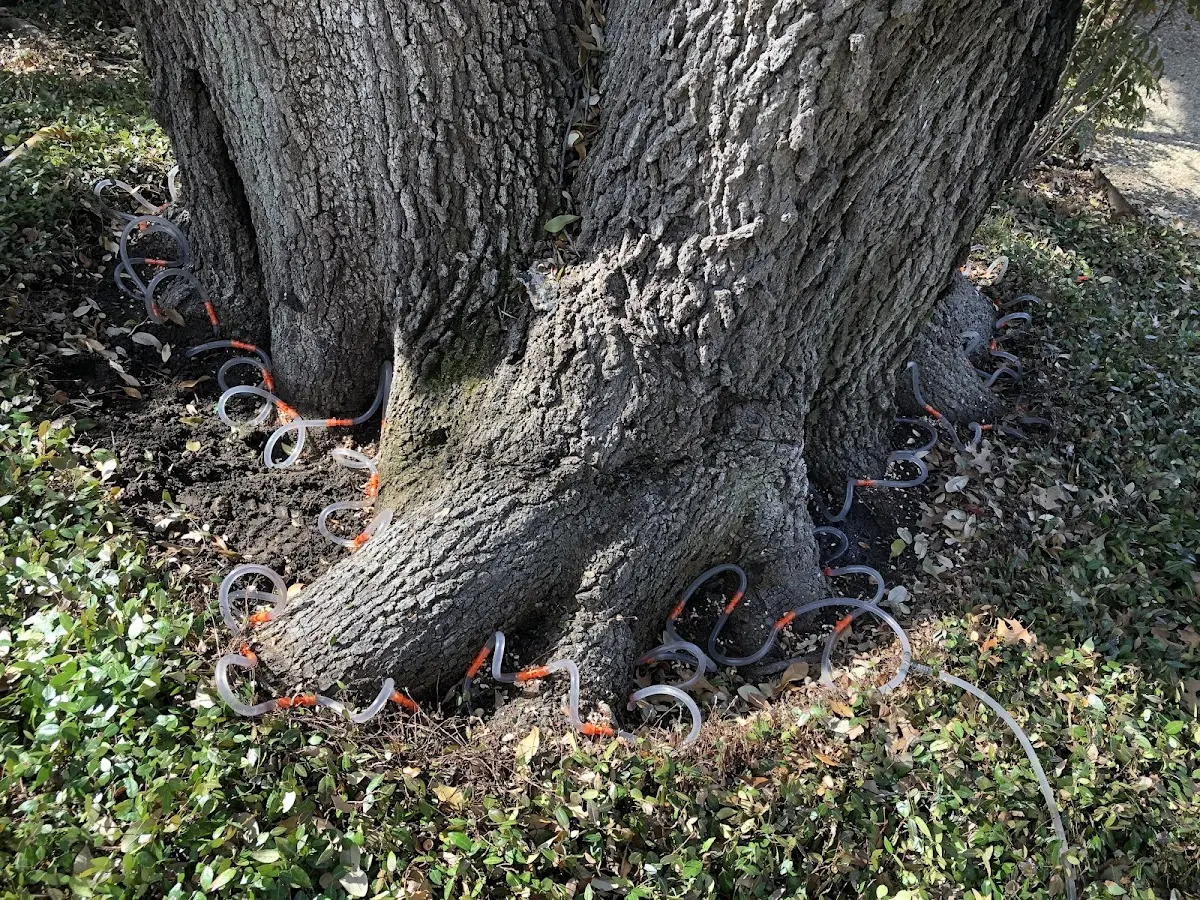 Detailed Tree Cabling and Bracing job site in Otisville