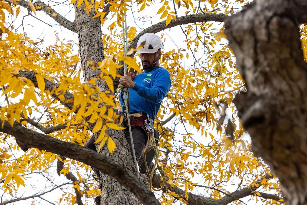 Skilled Tree Planting crew working in Otisville
